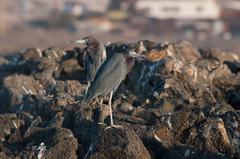 Egretta caerulea