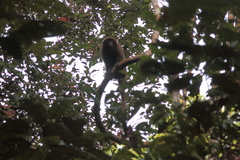 Plecturocebus brunneus