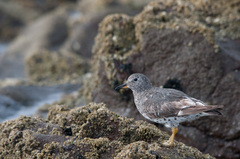 Calidris virgata