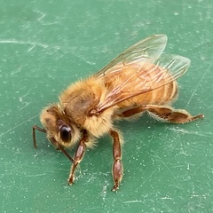 Apis mellifera