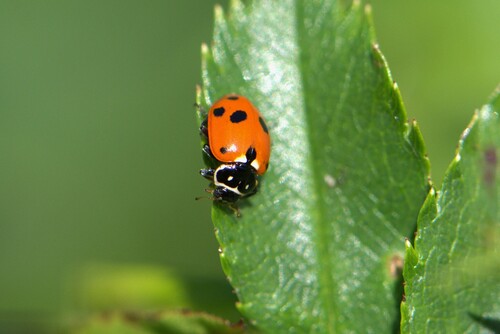 Variegated Lady Beetle