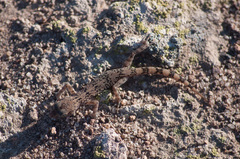 Phyllodactylus gerrhopygus