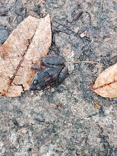 Oven Frog