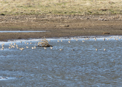 Calidris bairdii