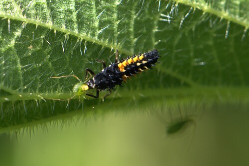 Asian Lady Beetle