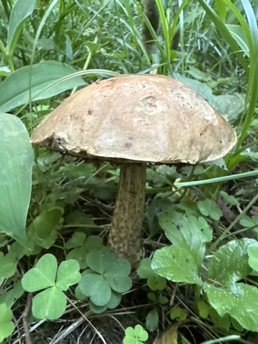 Наблюдение на iNaturalist