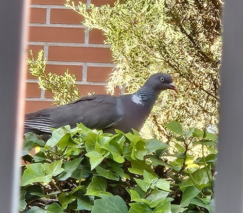 Common Wood-Pigeon