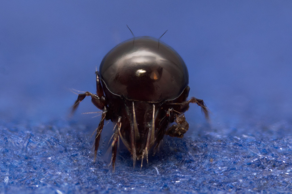Ceratoppia quadridentata