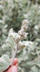 Malacothamnus niveus