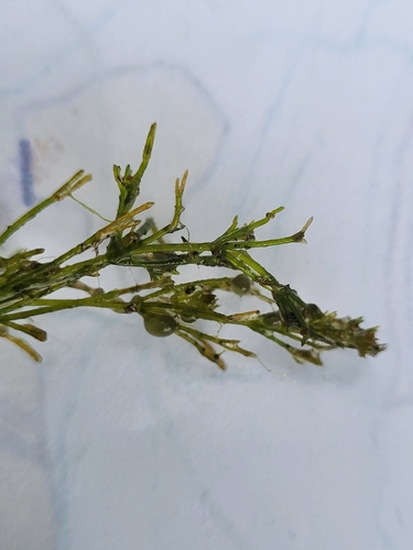 Nitella flexilis observed 2026-06-08