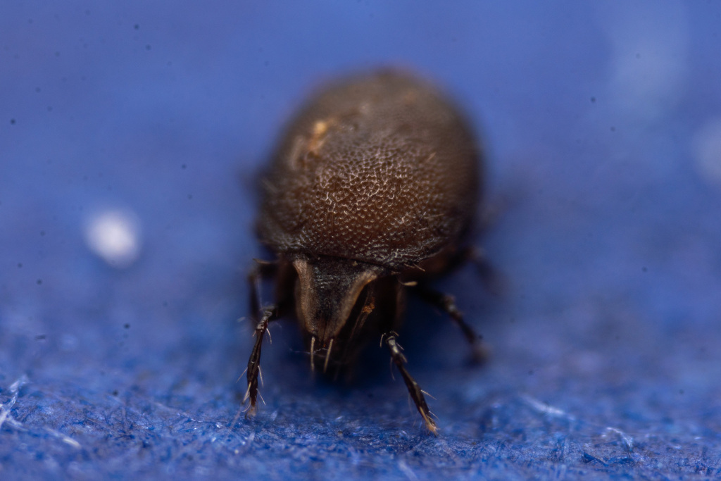 Xenillus tegeocranus