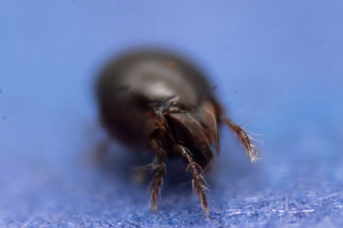 Achipteria coleoptrata