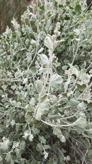 Malacothamnus niveus