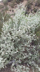 Malacothamnus niveus