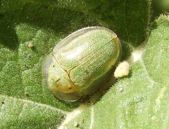 Physonota arizonae