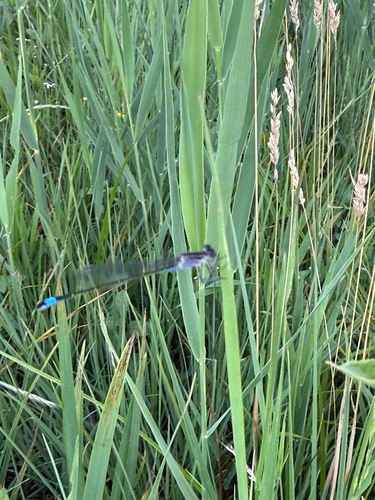 Blue-tailed Damselfly