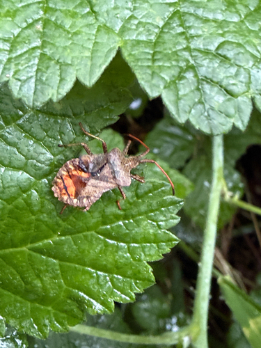 Dock Bug