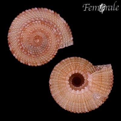 Representative image of Heliacus