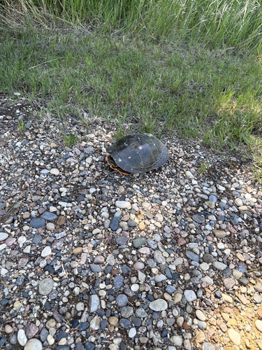 Painted Turtle