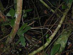 Oxybelis potosiensis