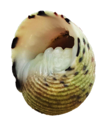 Four-toothed Nerite