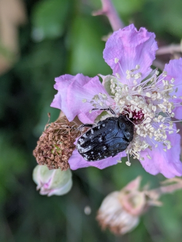 Mediterranean Spotted Chafer