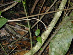 Oxybelis potosiensis