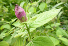 Salvia involucrata