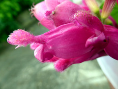 Salvia involucrata