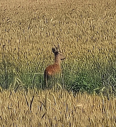 Western Roe Deer