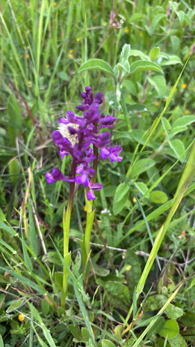 green-winged orchid