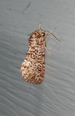 Callopistria granitosa