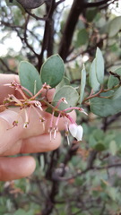 Arctostaphylos viscida viscida