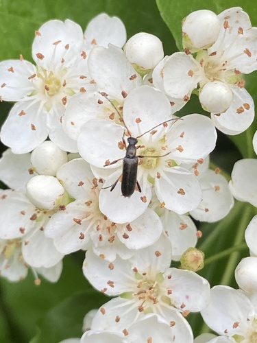 common grammoptera
