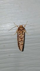 Callopistria granitosa