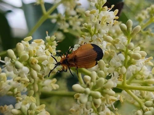 Lycus fernandezi