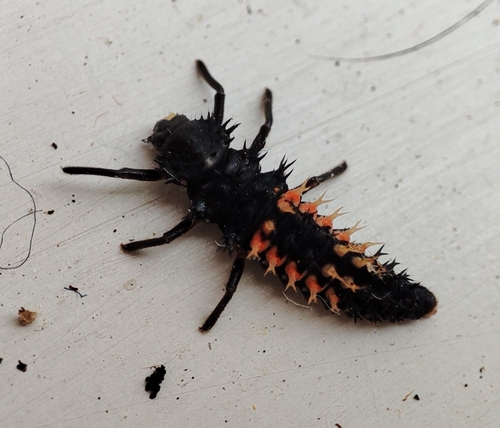 Asian Lady Beetle