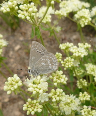 Satyrium semiluna