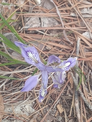 Iris rossii