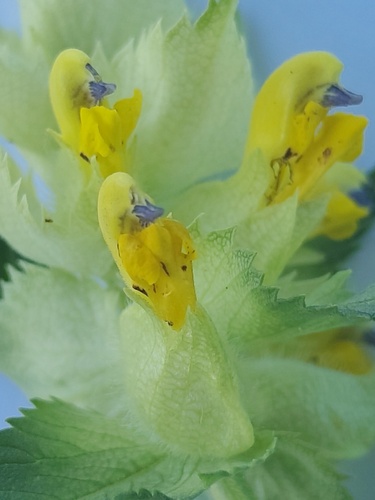 Greater Yellow Rattle