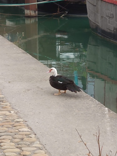 Domestic Muscovy Duck