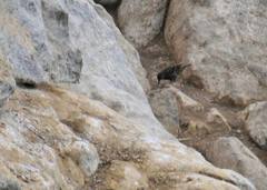 Cinclodes taczanowskii