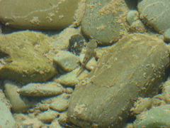 Gobiomorphus breviceps