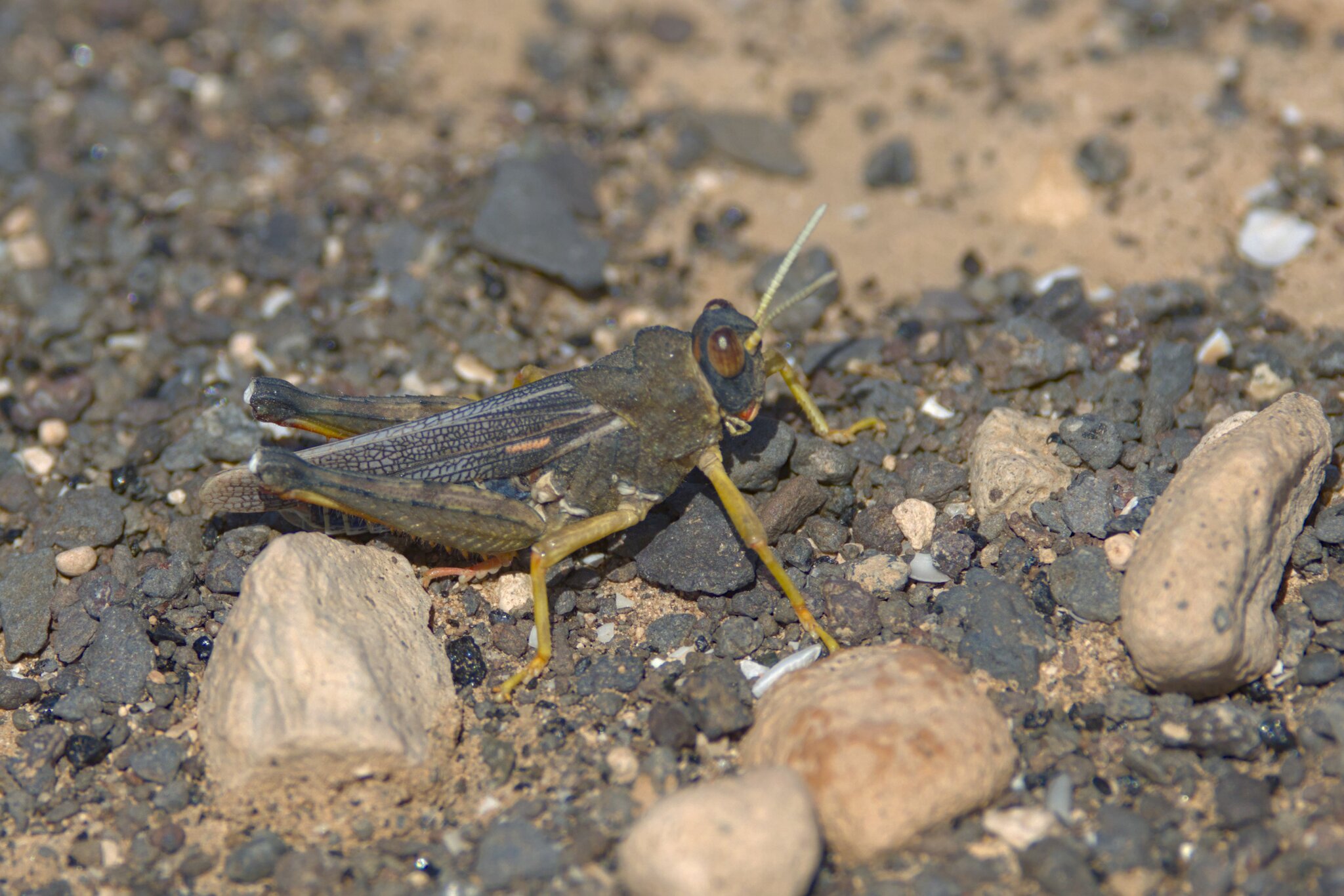 Dericorys lobata