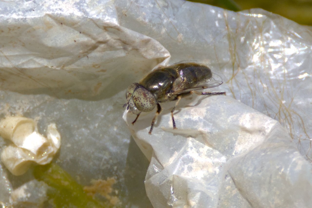 Eristalinus aeneus