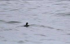 Pelecanoides garnotii