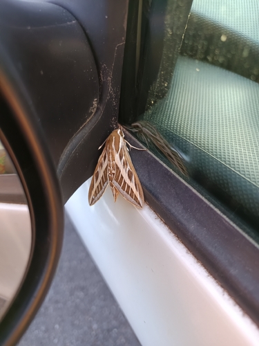 Striped Hawkmoth