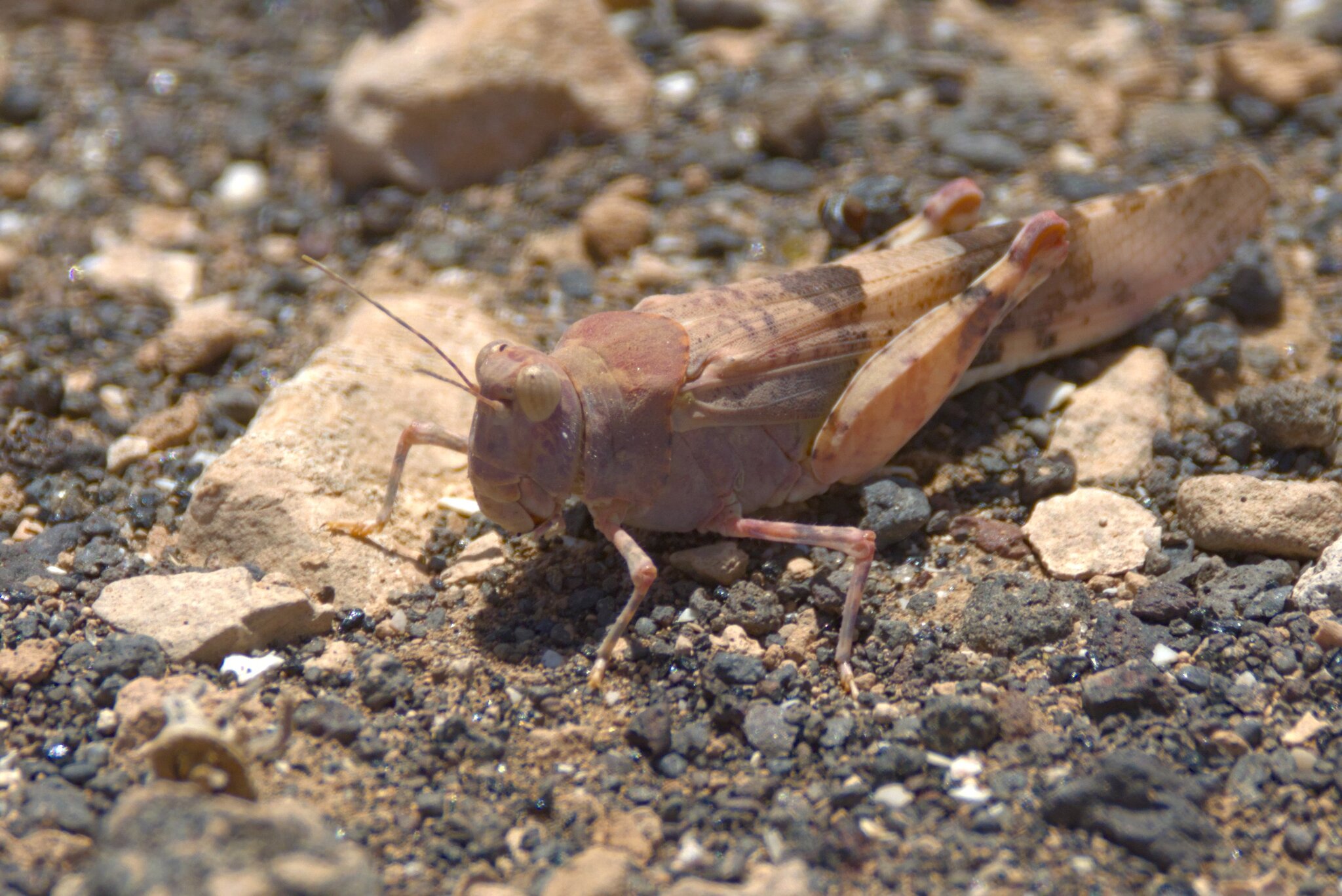 Sphingonotus savignyi