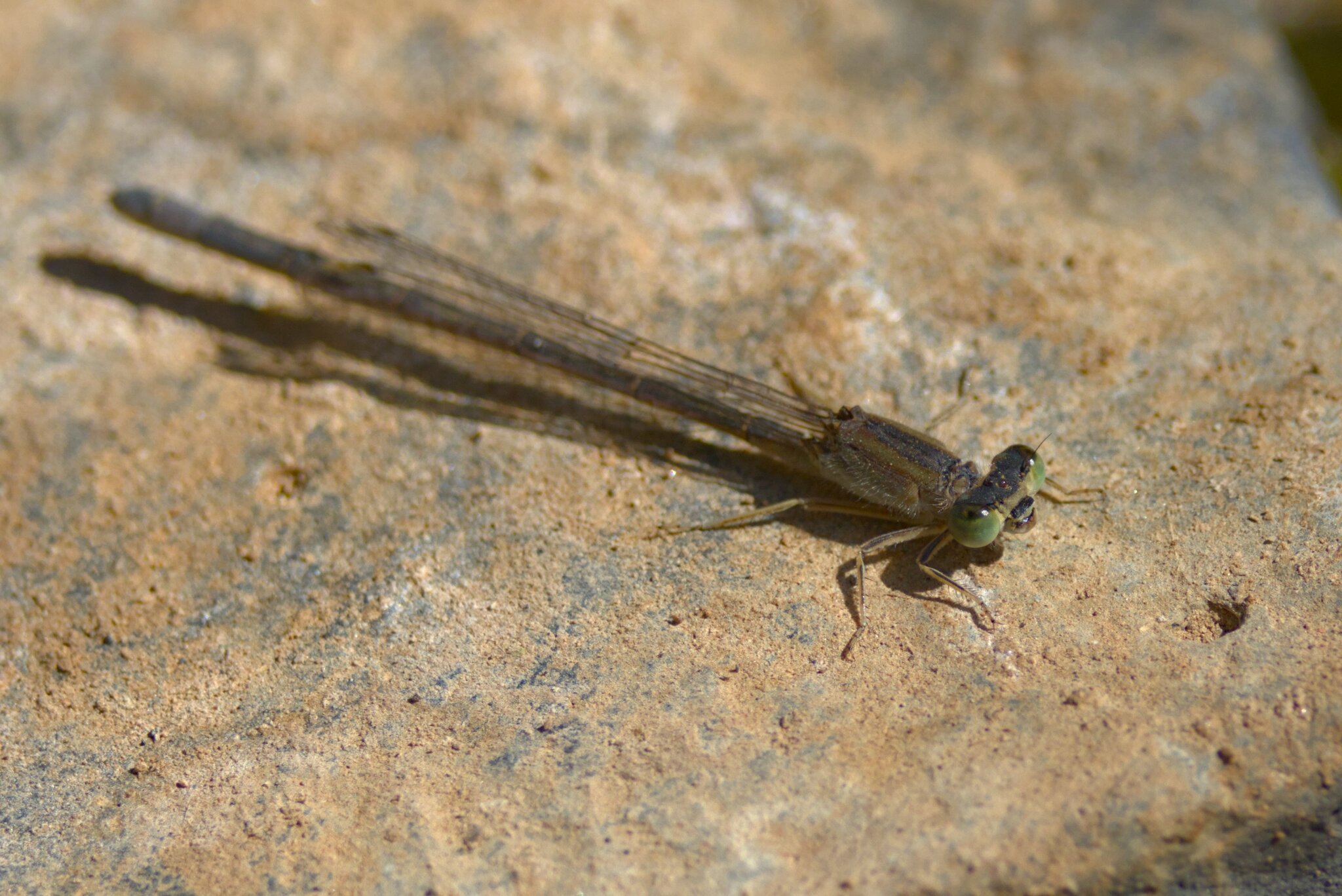 Agrion del Sahara