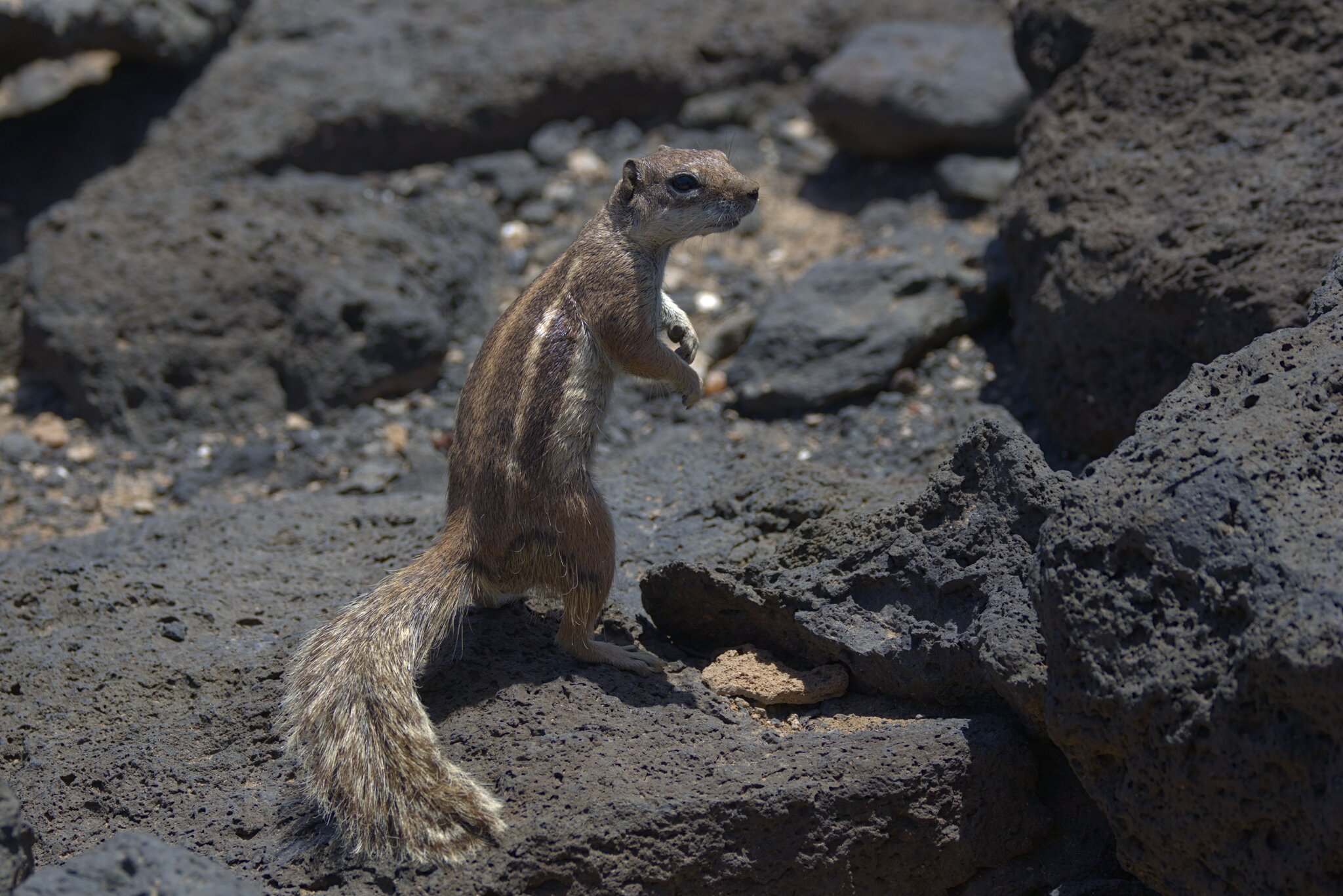 Ardilla moruna